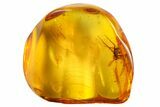 Fossil Spider (Araneae) & Springtail (Collembola) in Baltic Amber #142231-1